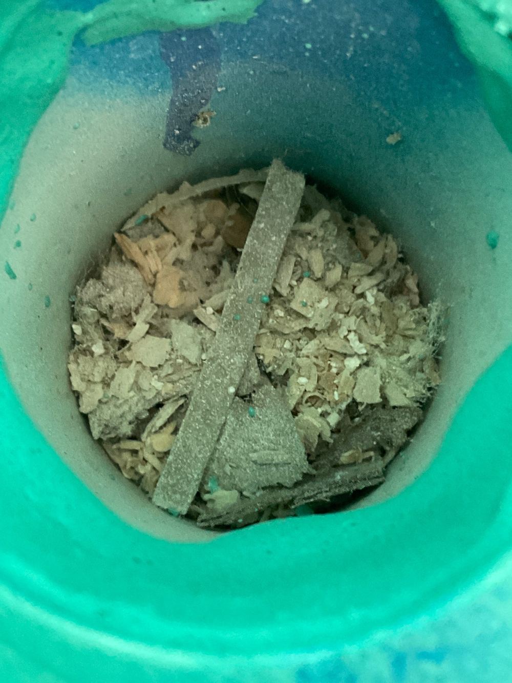 Shower drain fully blocked with debris before tiling had even started, found during a waterproofing inspection in Truganina